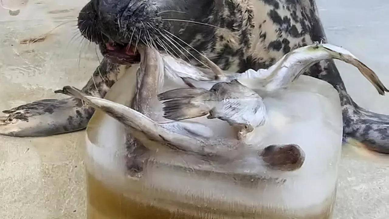 Seal marks her 50th birthday at a sanctuary. Sheba may be the oldest in captivity