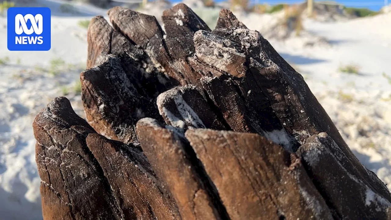 Ancient peat bog discovered below Esperance's Wharton Beach could hold climate change insights