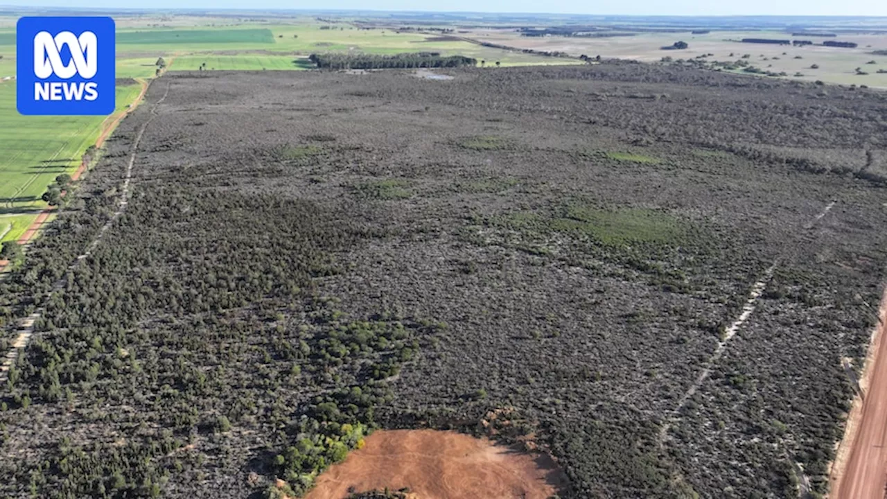 Hot, dry conditions kill masses of native vegetation in WA's Wheatbelt