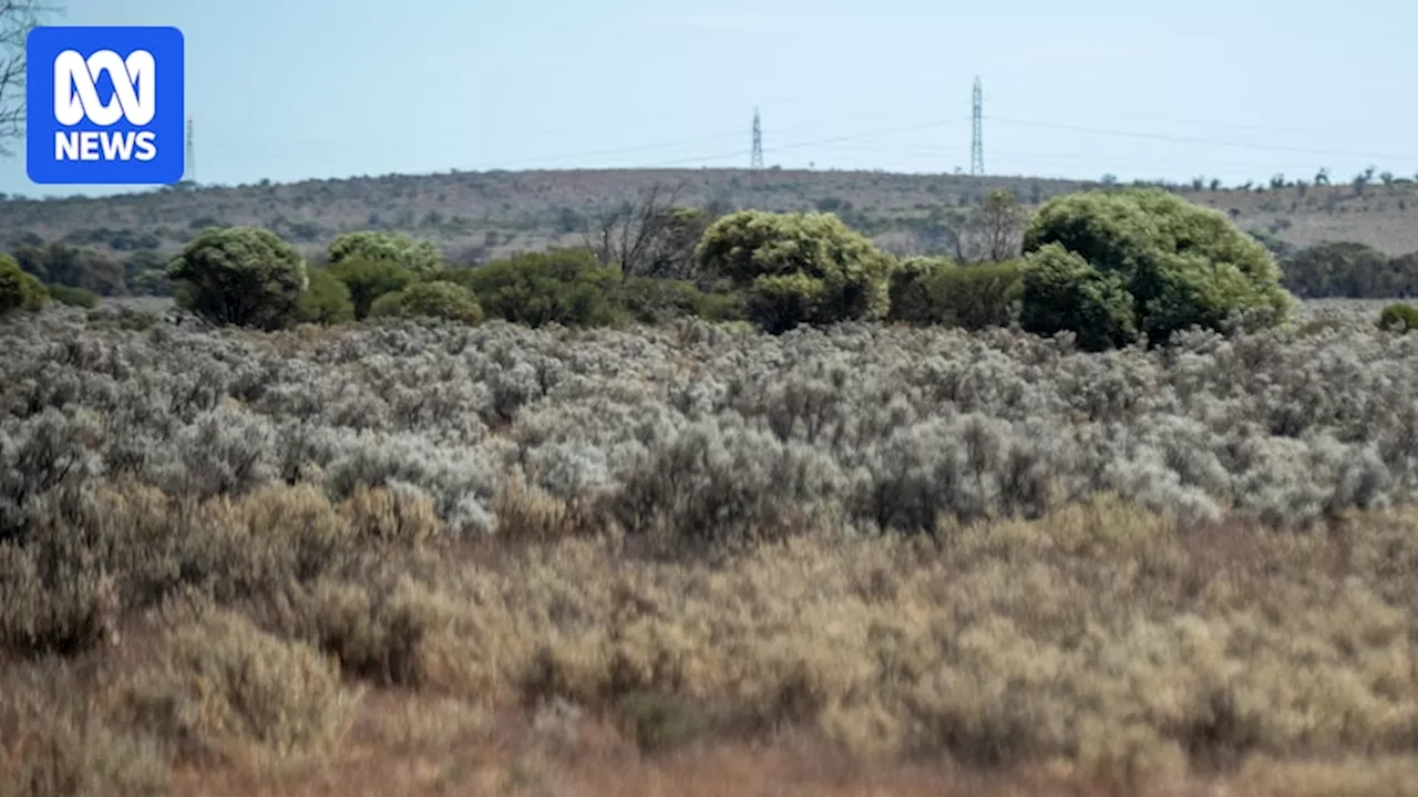 Is a green hydrogen power play at risk of becoming a mirage in the scrub?