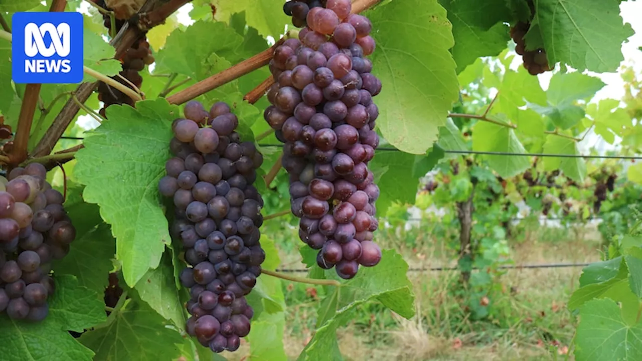 Mulch trials reusing waste from Victorian green bins to help grow wine grapes