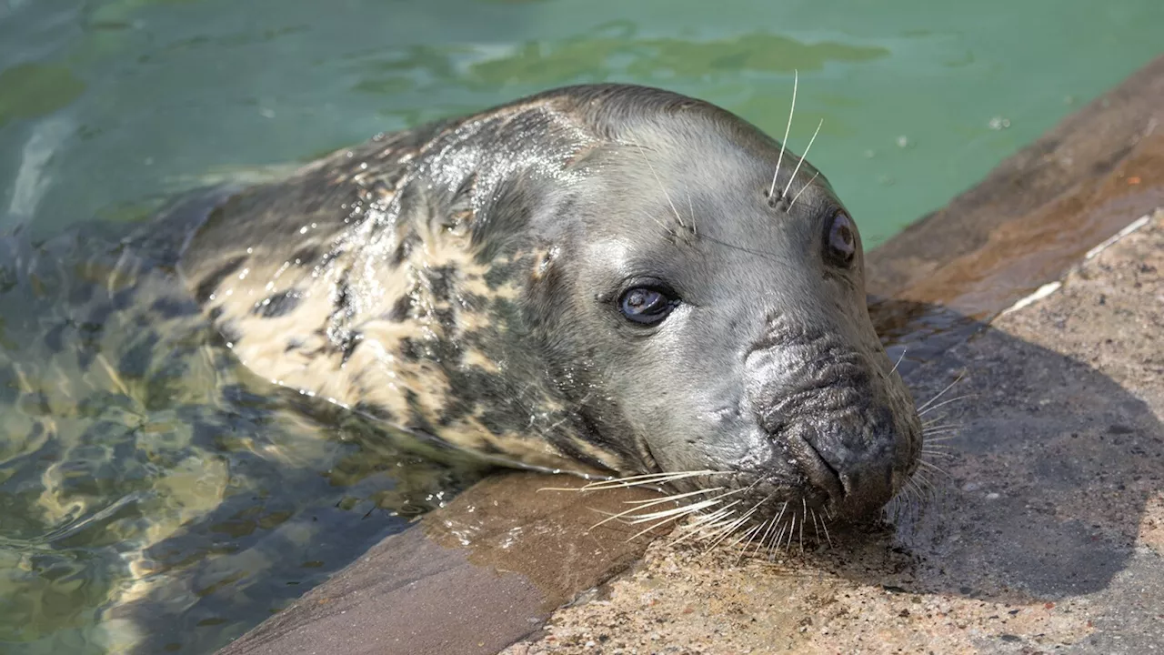 Seal marks her 50th birthday at a sanctuary. Sheba may be the oldest in captivity