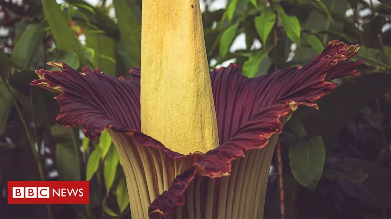 Flor-cadáver: a planta com 'cheiro de morte' que atrai multidões