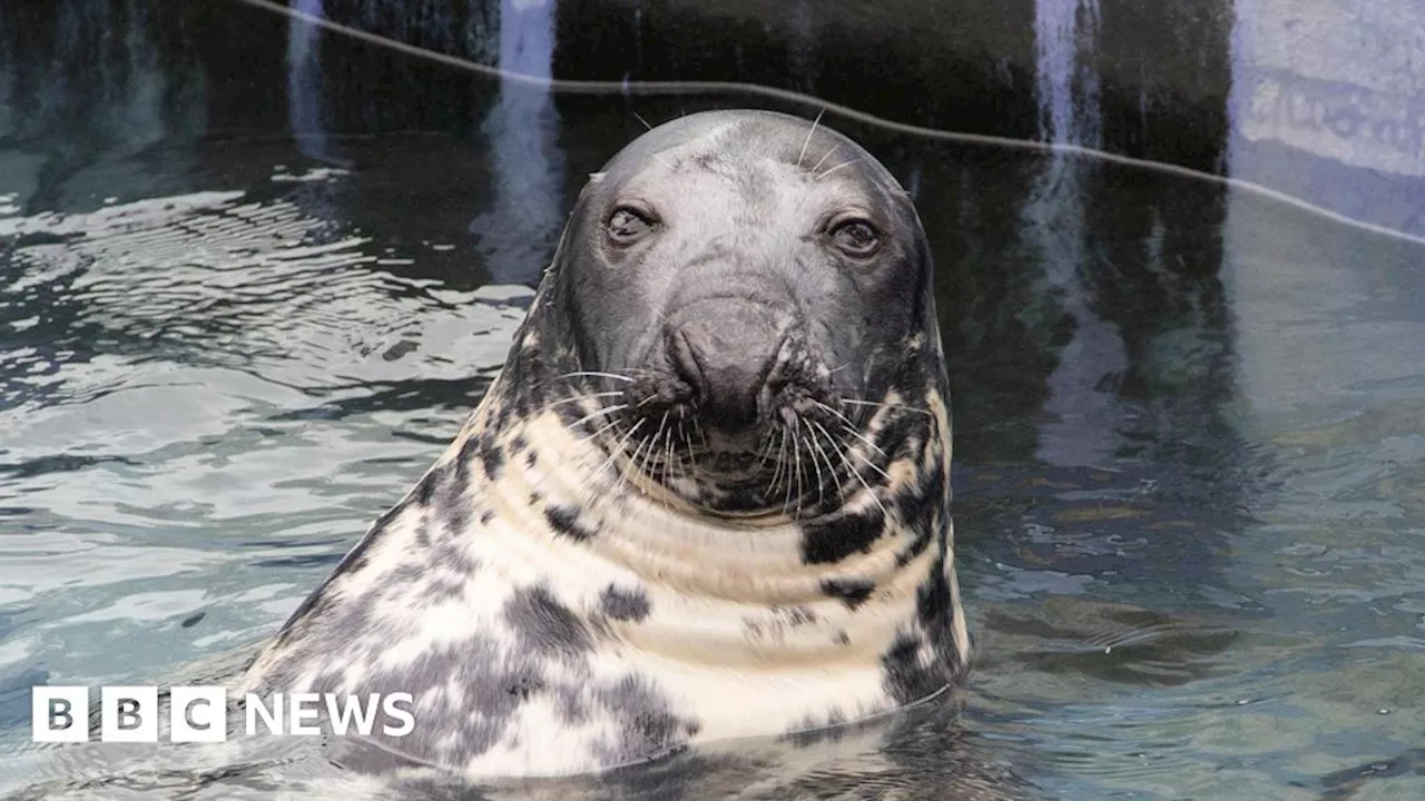 Rescued seal celebrates 50th birthday at Cornwall sanctuary