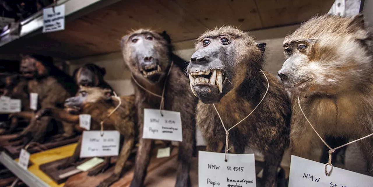 Dokfilm «Archiv der Zukunft» über das Naturhistorische Museum Wien