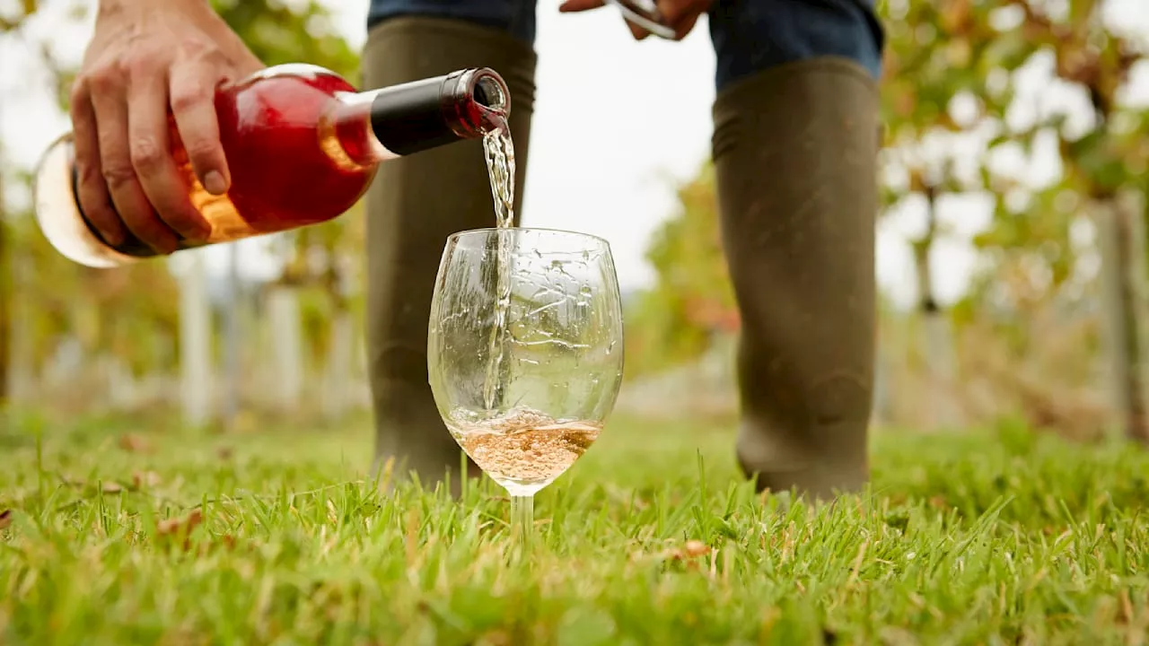 Nachhaltigkeit im Weinbau: Auf dem Vormarsch