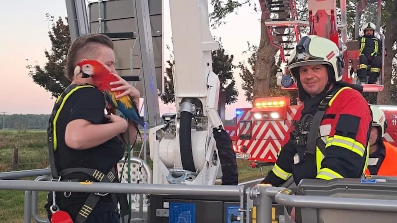 Tierrettung an der Ostsee: Feuerwehr „pflückt“ Papagei vom Baum