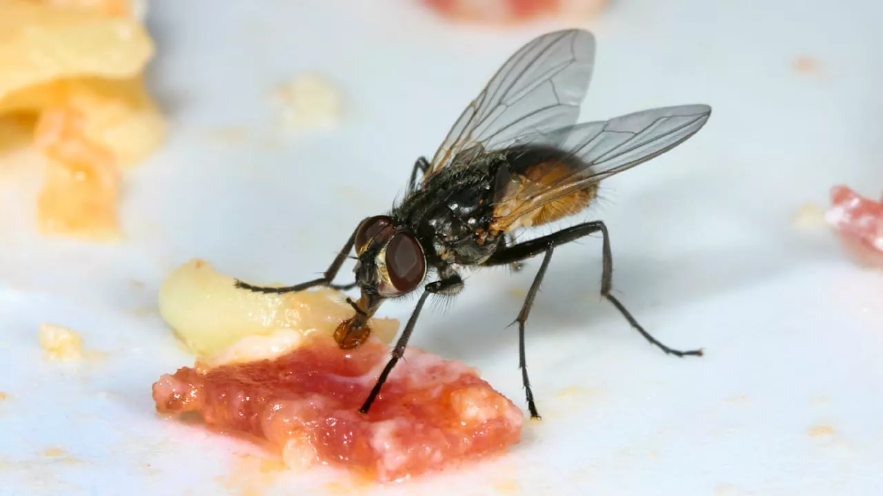 Unnützes Wissen: Übergeben sich die Fliegen auf unserem Essen?