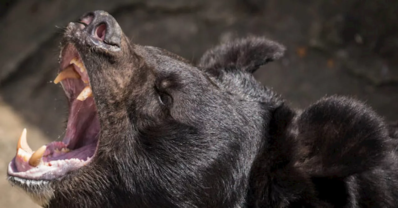 VIDEO: 12-Year-Old Boy Saves Father from Bear Attack in Wisconsin