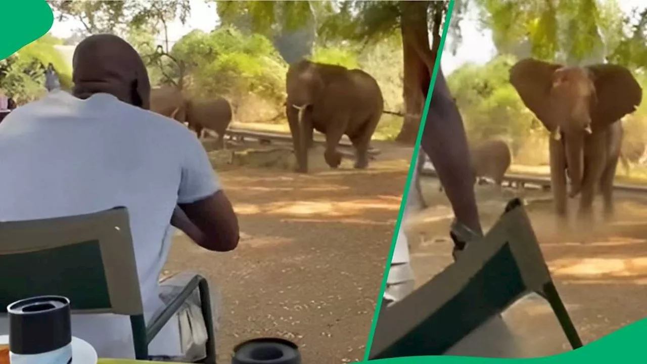 Tour Guide Saves Group From Charging Elephant Using Chair in TikTok Video, Viewers Applaud Expertise