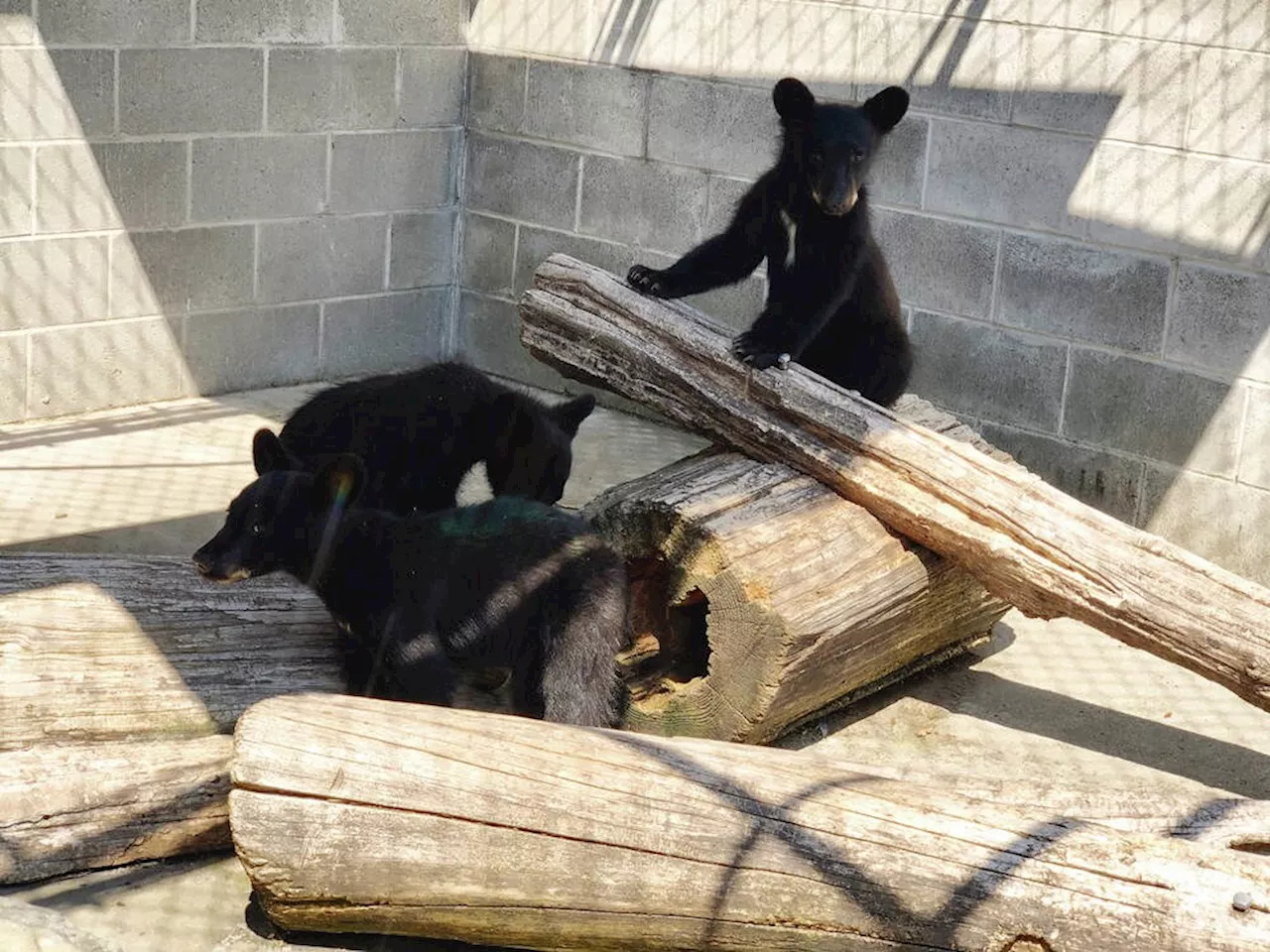 Resolution For Oversight On Orphaned Bear Cubs Rejected By B.C. Municipalities