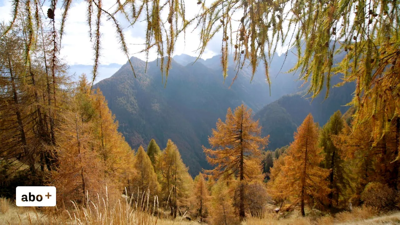 Energiespender und Kraftorte: Fünf wunderschöne Spaziergänge durch den Schweizer Wald