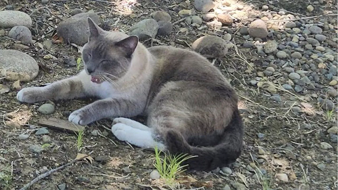 A lost cat’s mysterious 2-month, 900-mile journey home to California