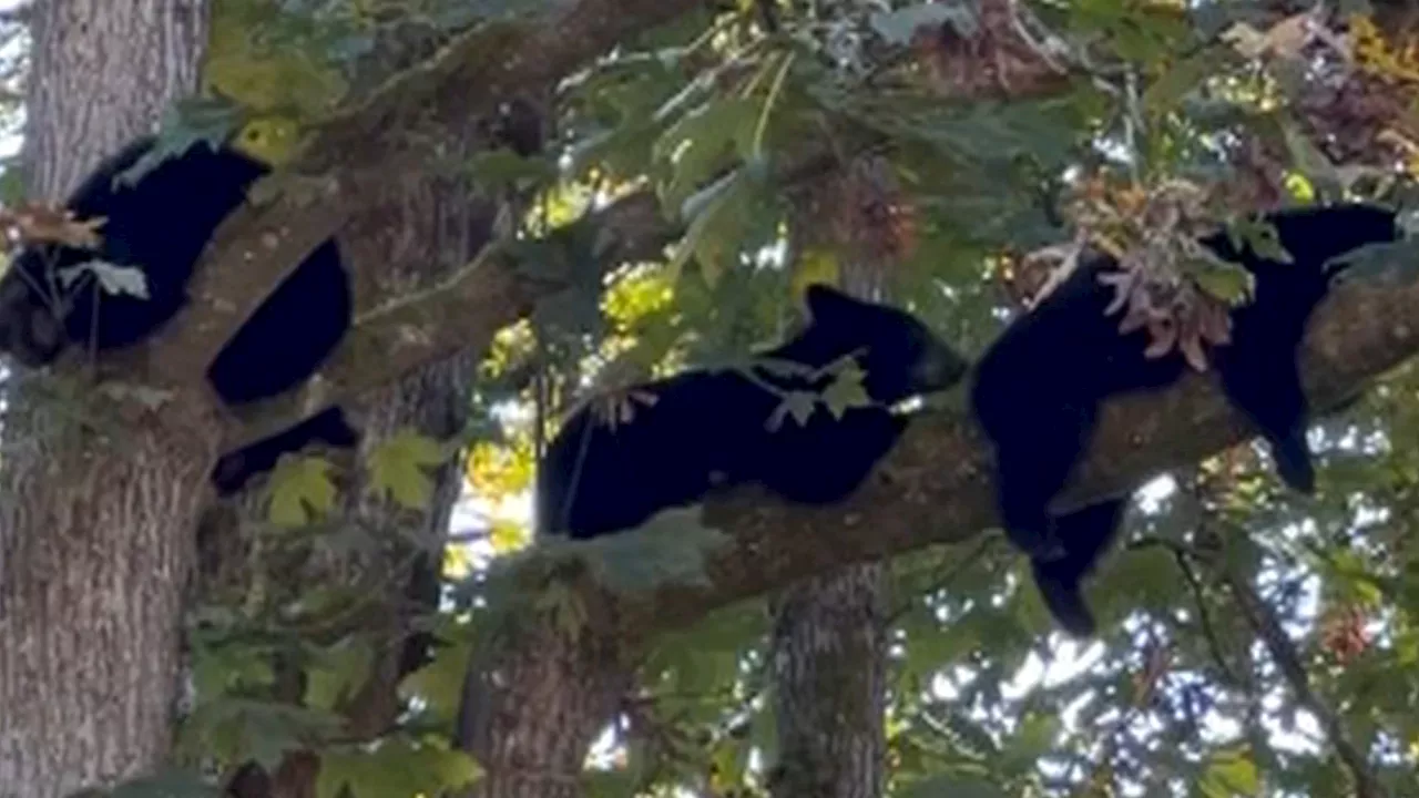 Video shows bear cub triplets, mom in Campbell River