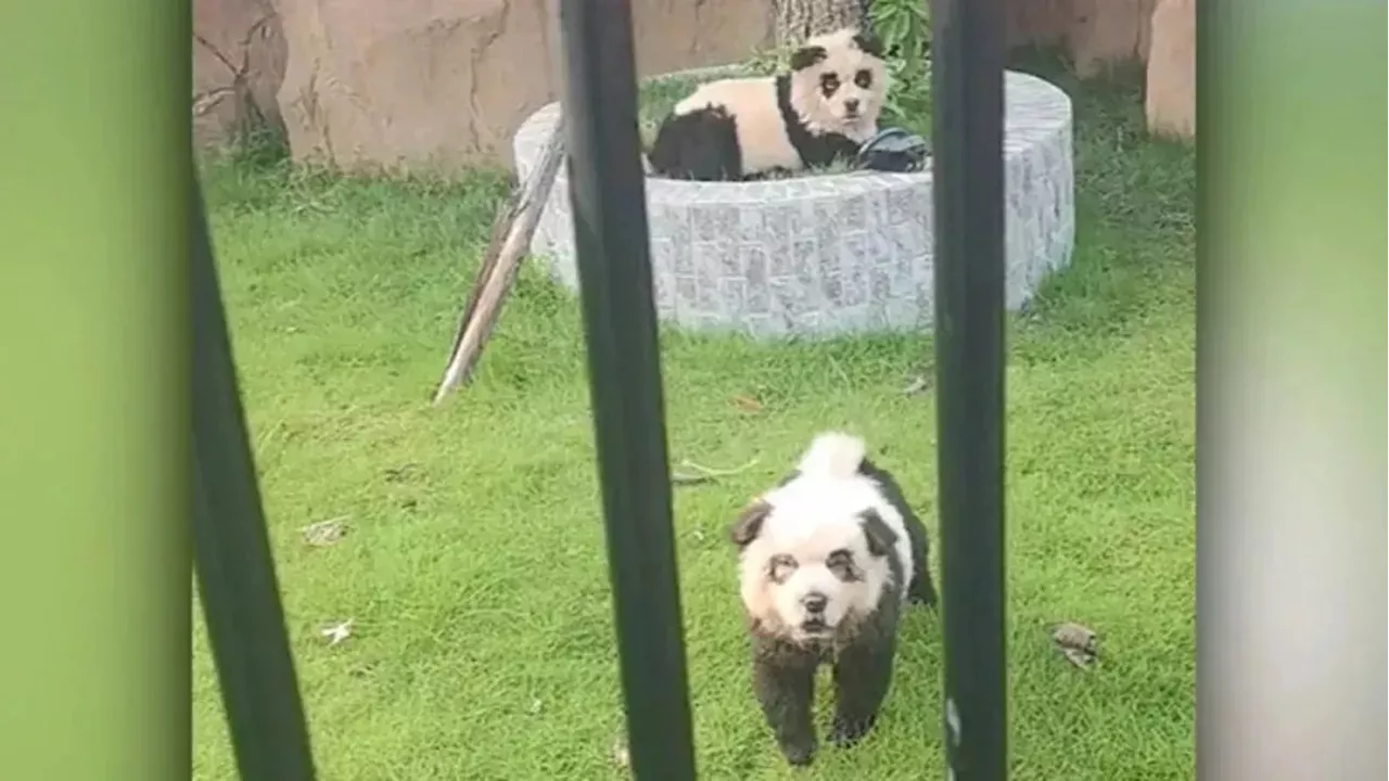 “Cachorros panda”: zoológico chinês atrai visitantes com filhotes pintados