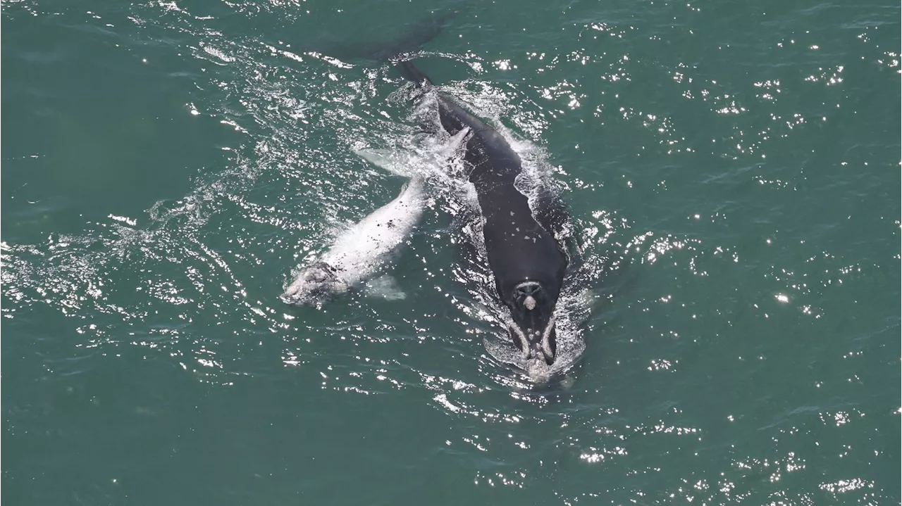 Filhote de baleia semialbino é visto no litoral de Santa Catarina; veja imagens