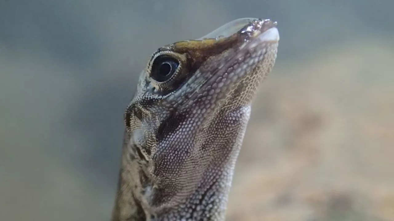 Tiny Lizard 'Scuba Dives' For Survival