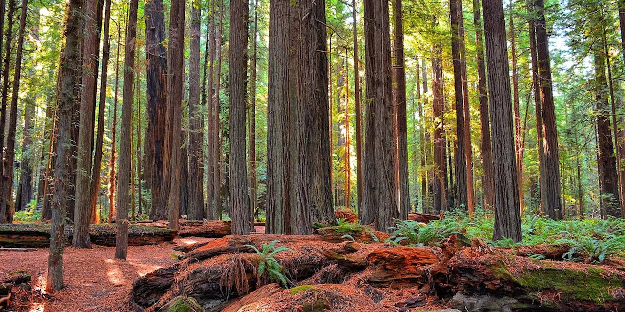 Green Groups Applaud 1 Million Public Comments Urging Biden to Protect Old-Growth Forests