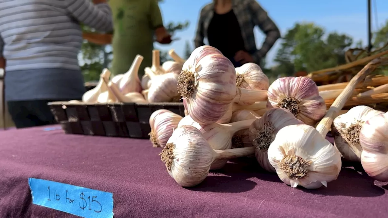 10th annual Eastern Ontario Garlic Festival takes place in Cornwall, Ont.