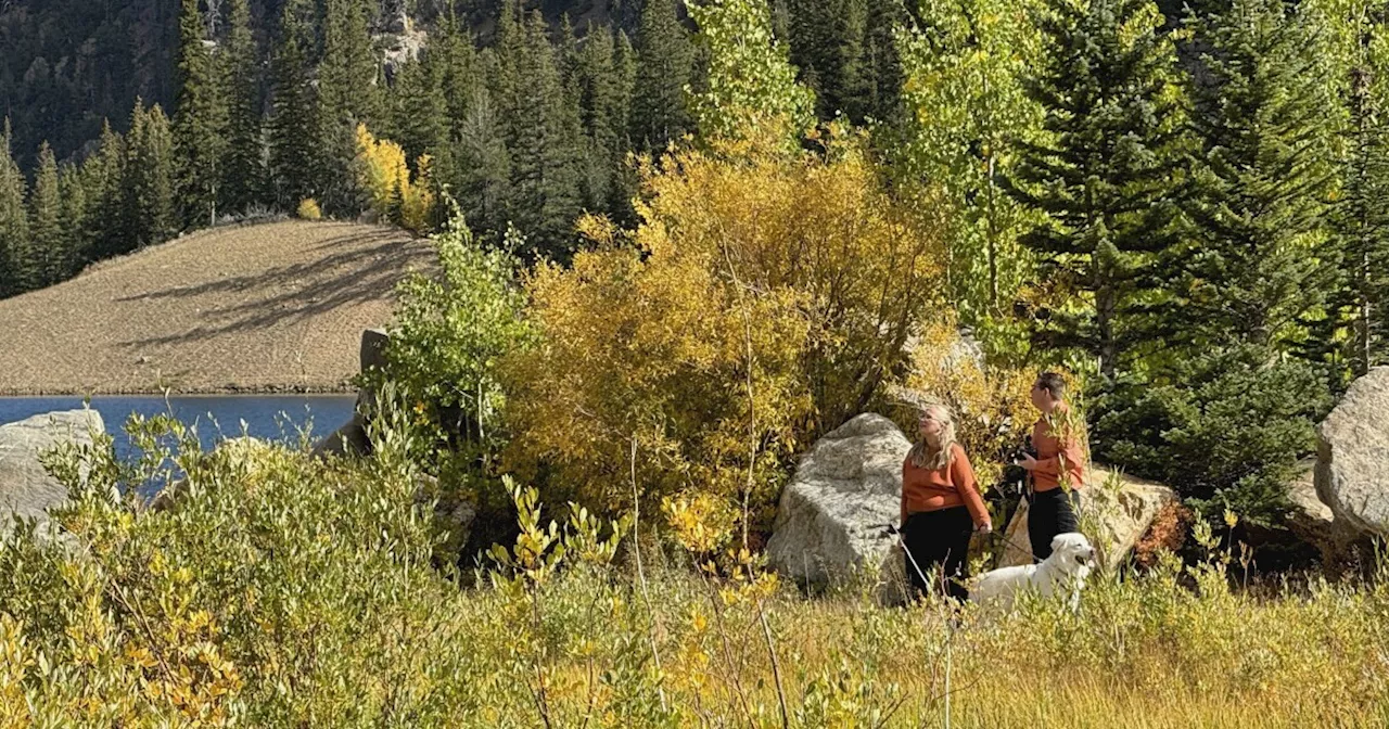 Social Media Sparks Fall Foliage Frenzy in Colorado