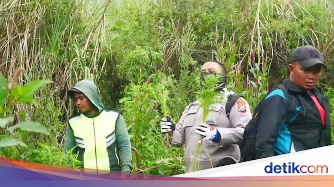 10 Kg Ganja Kering Diamankan Saat Polisi Sisir Ladang di Lereng Semeru