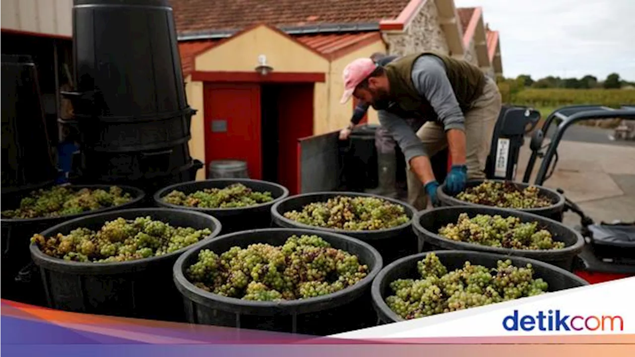 Produksi Anggur di Prancis Merosot gegara Cuaca Buruk