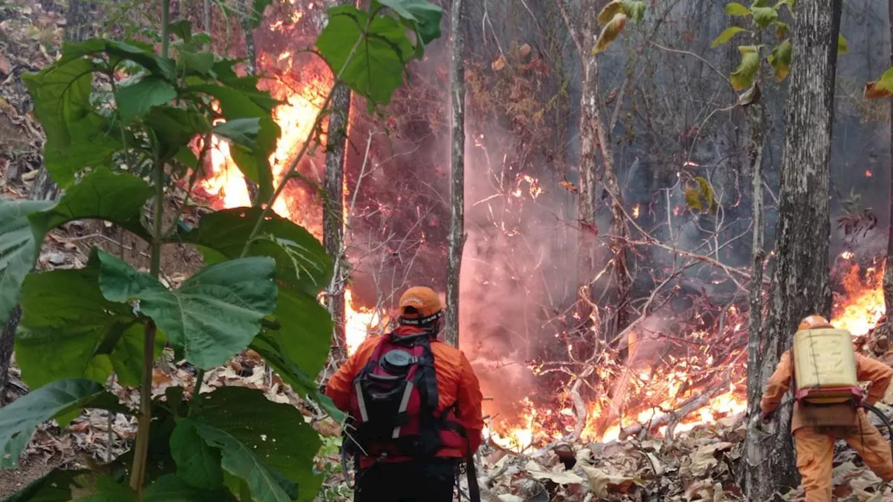 En Colombia 29 incendios forestales siguen activos: Tolima y Cauca, los departamentos más afectados