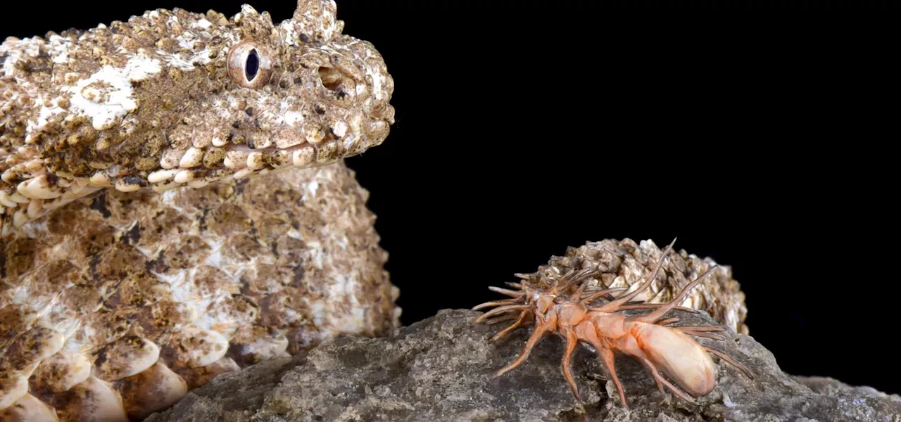 This Deadly Viper’s Spider-Like Tail Is Its Secret Weapon For Hunting