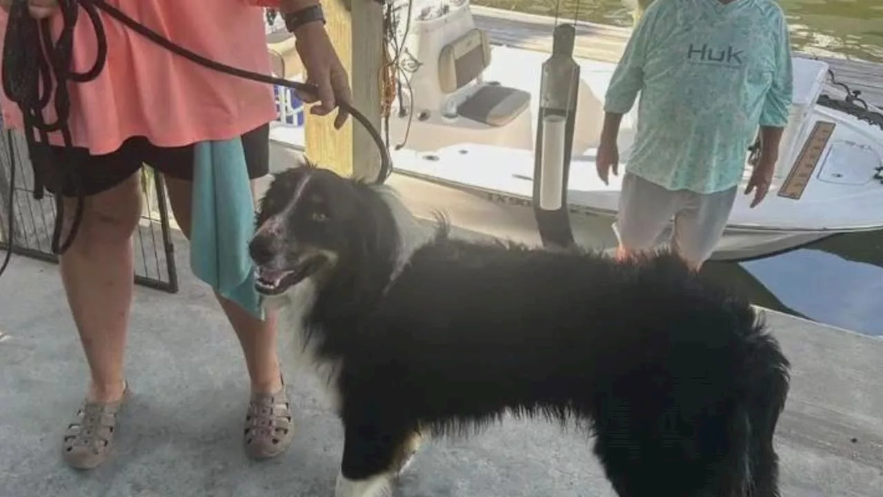 Stray Dog Swims to Safety, Finds Forever Home After Days at Ferry Boat Landing