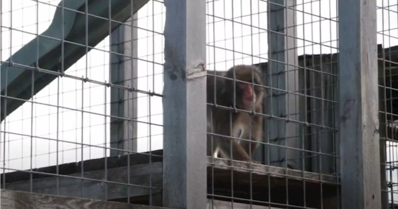 Activists call for Boogie the monkey to be removed from Ontario roadside zoo