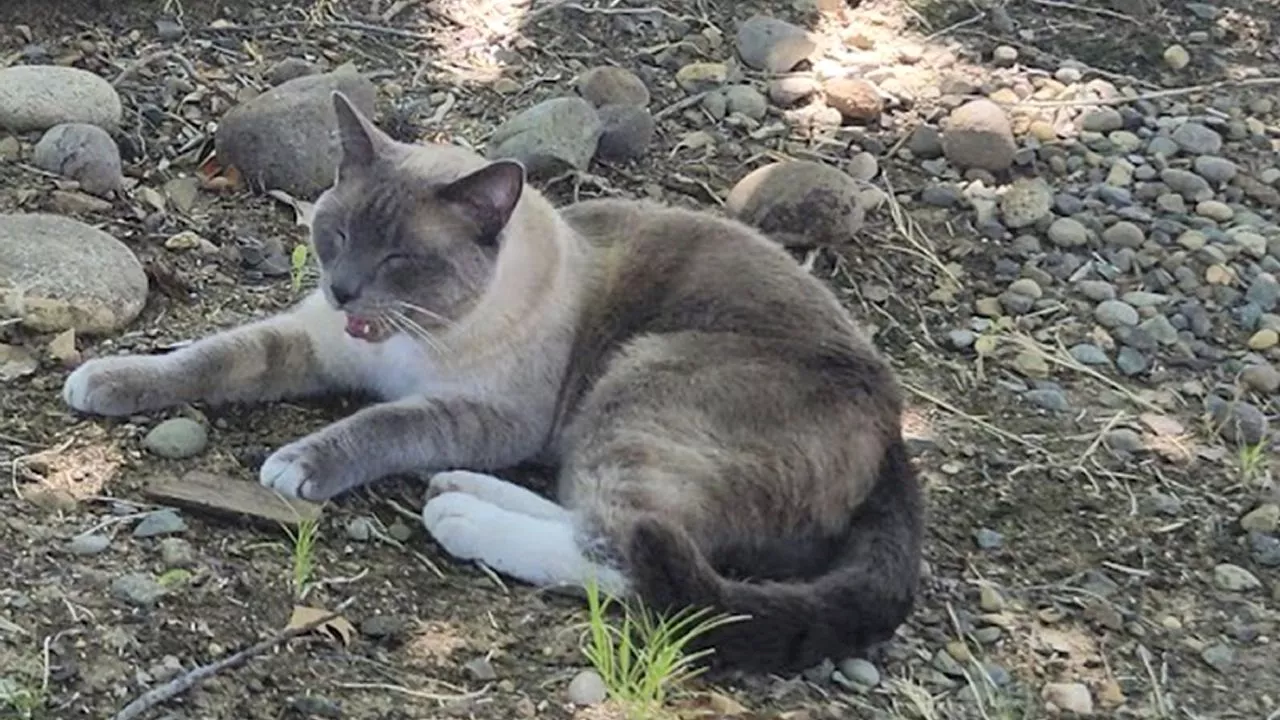 Increíble: gatito recorre más de mil 400 kilómetros para volver con su familia