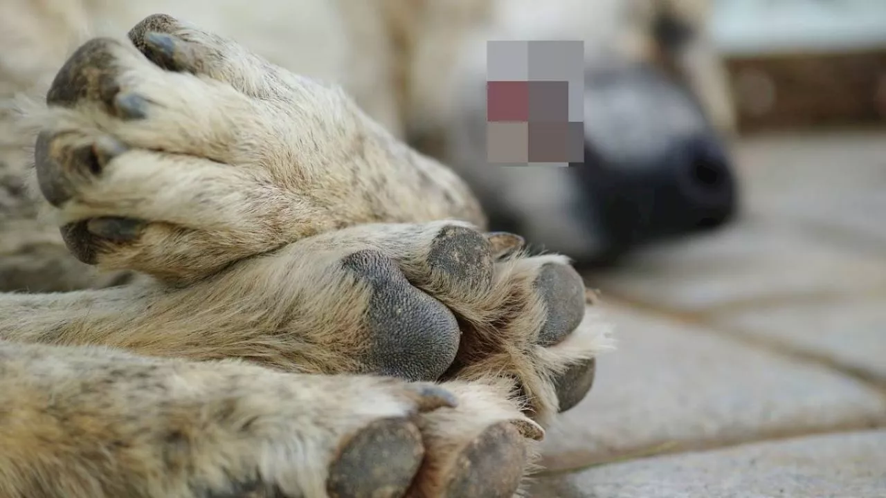 VIDEO sujeto asesina con una patineta a un perrito en calles de Atizapán