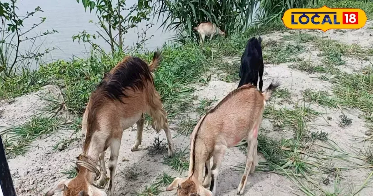 Goat Farming Subsidy: बकरी पालन के लिए मिलेगी 8 लाख की सब्सिडी, फटाफट ऑनलाइन करें आवेदन