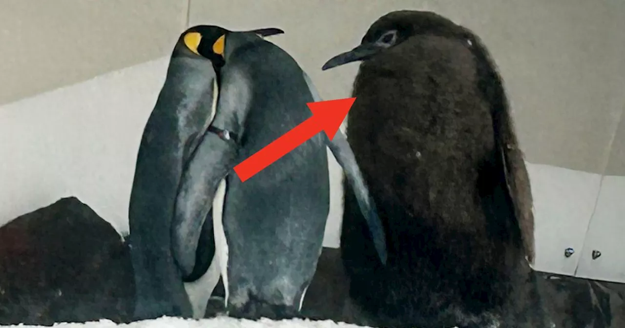 Absolutely Massive Penguin Chick Named Pesto Wins Fans And Admirers Worldwide