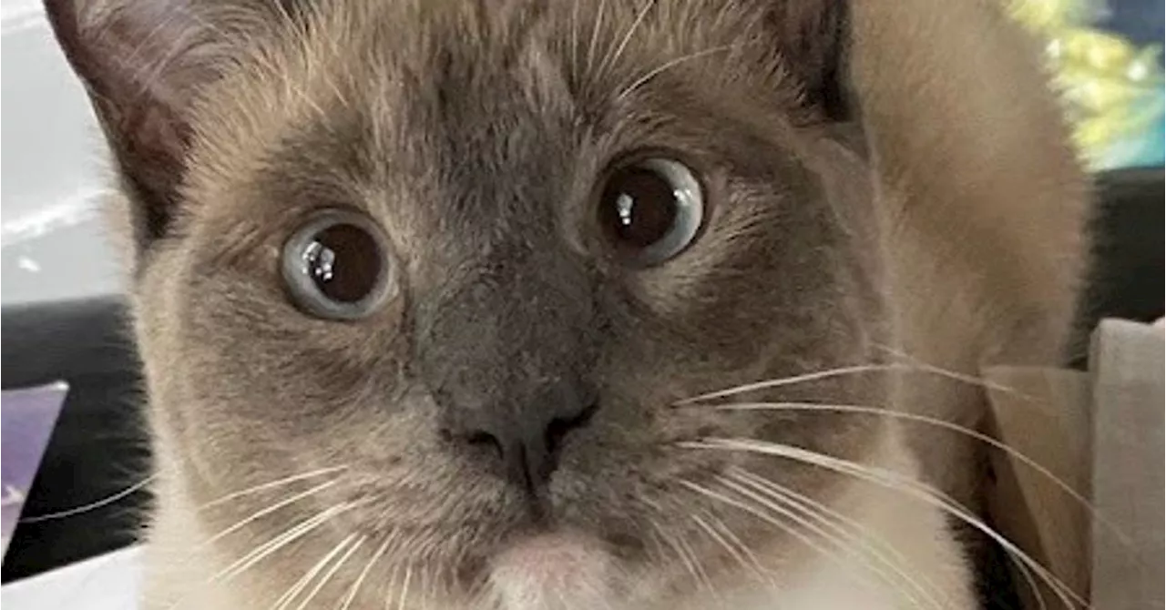 Cat Lost In Yellowstone Makes 900-Mile Journey Back To Home State