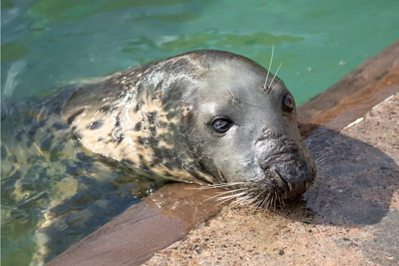 Seal marks her 50th birthday at a sanctuary. Sheba may be the oldest in captivity