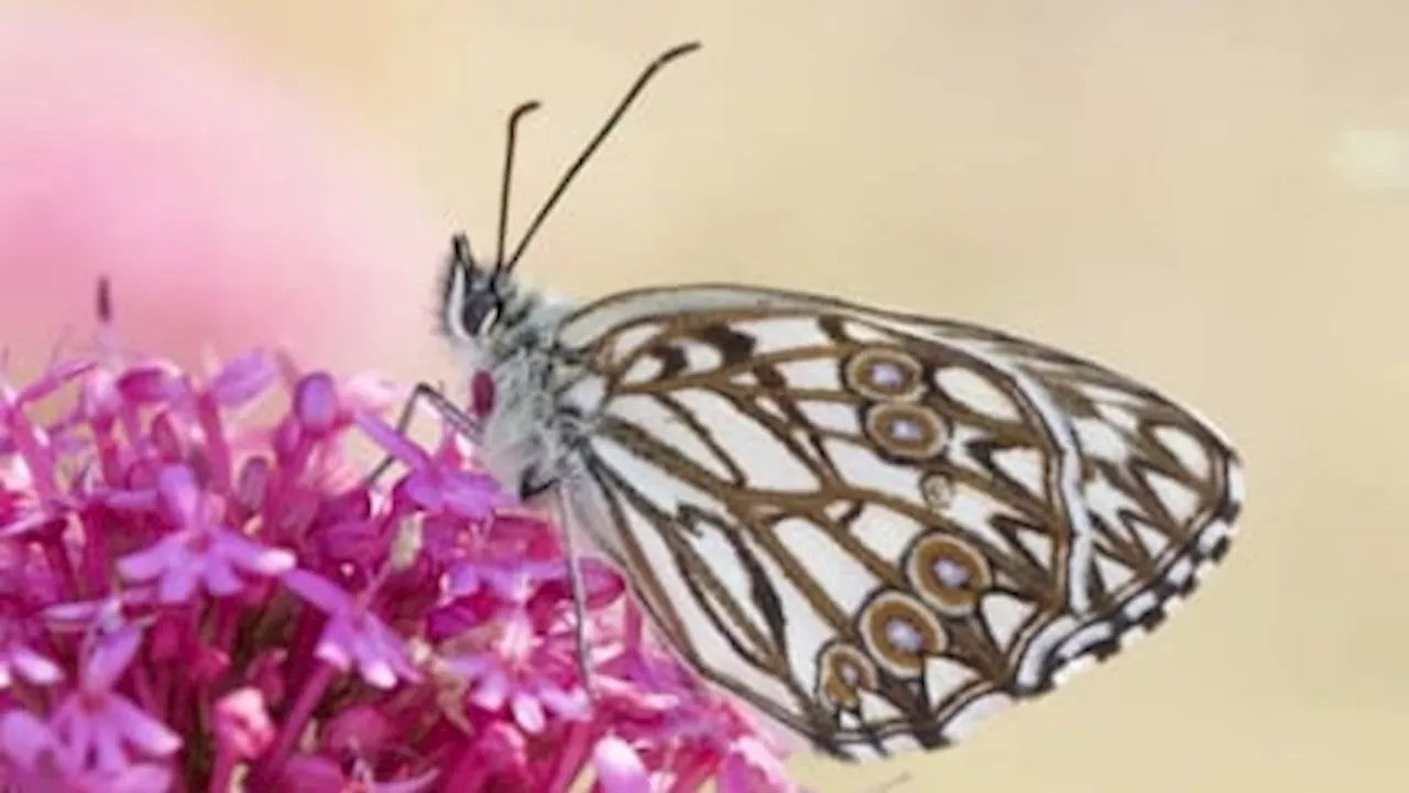 Un atlas de la biodiversité réalisé à Miramas pour recenser les animaux présents dans la commune