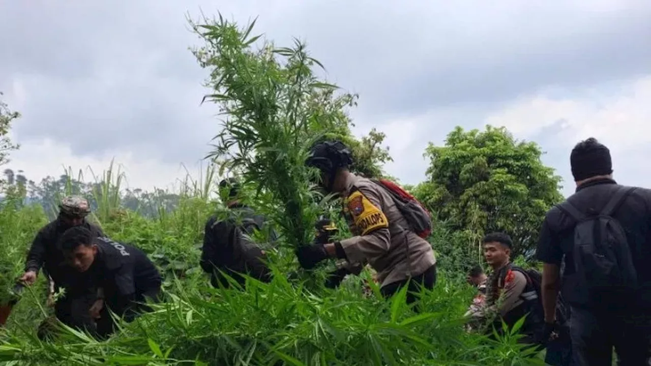 Polisi Kembali Temukan 10.000 Tanaman Ganja di Lereng Gunung Semeru