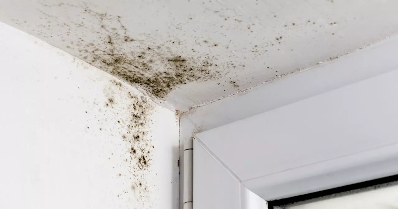 UK renters issued fresh advice on mould after toddler's death