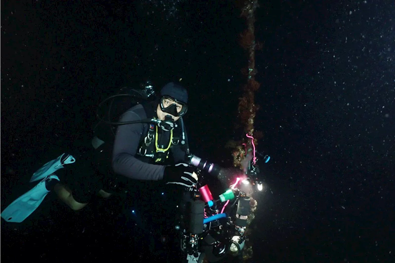 A new underwater night adventure