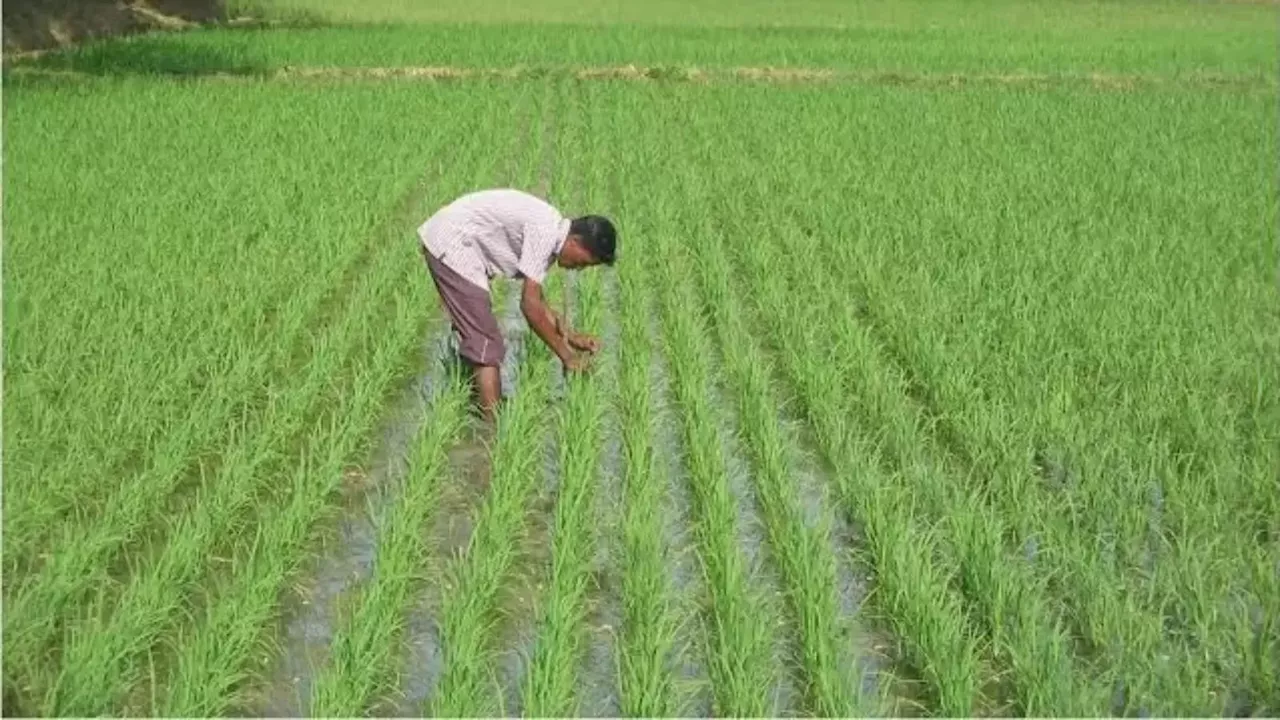 किसानों को लिए बड़ी खबर, MSP पर होगी धान, ज्वार और बाजरा की खरीदारी, कैसे होगा रजिस्ट्रेशन ? जानें