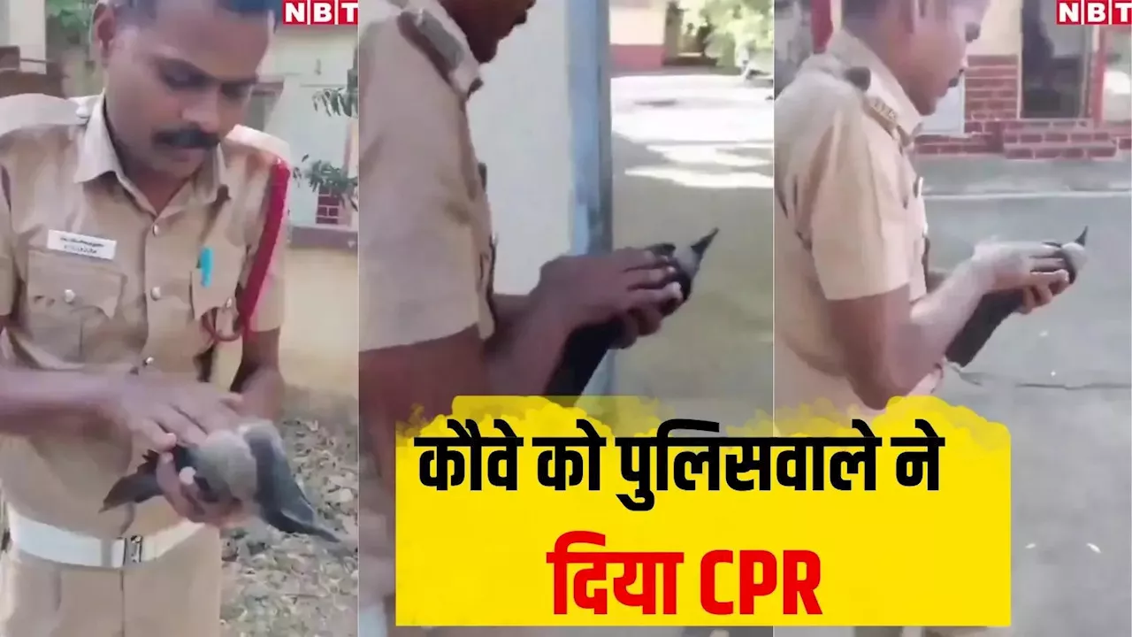 बिजली का झटका लगने से बेहोश हुआ कौवा, पुलिसवाले ने CPR देकर बचाई जान