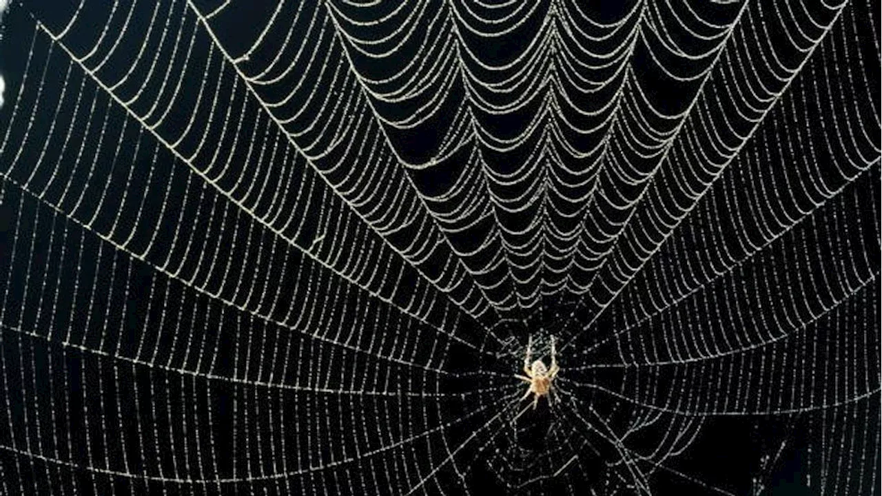 Explore the world of spiders at the Witte Museum this fall