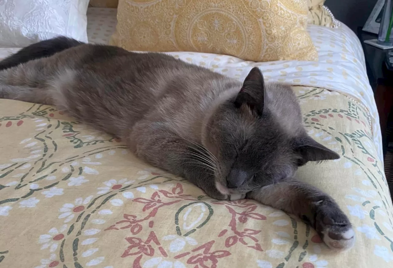 Lost cat travels 800 miles in real-life ‘Homeward Bound’ mystery tale