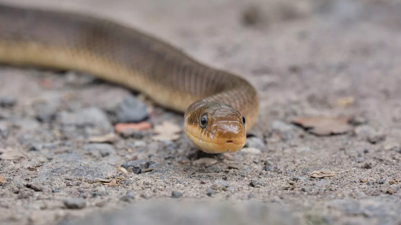 Äskulapnattern im Nationalpark Donau-Auen überfahren