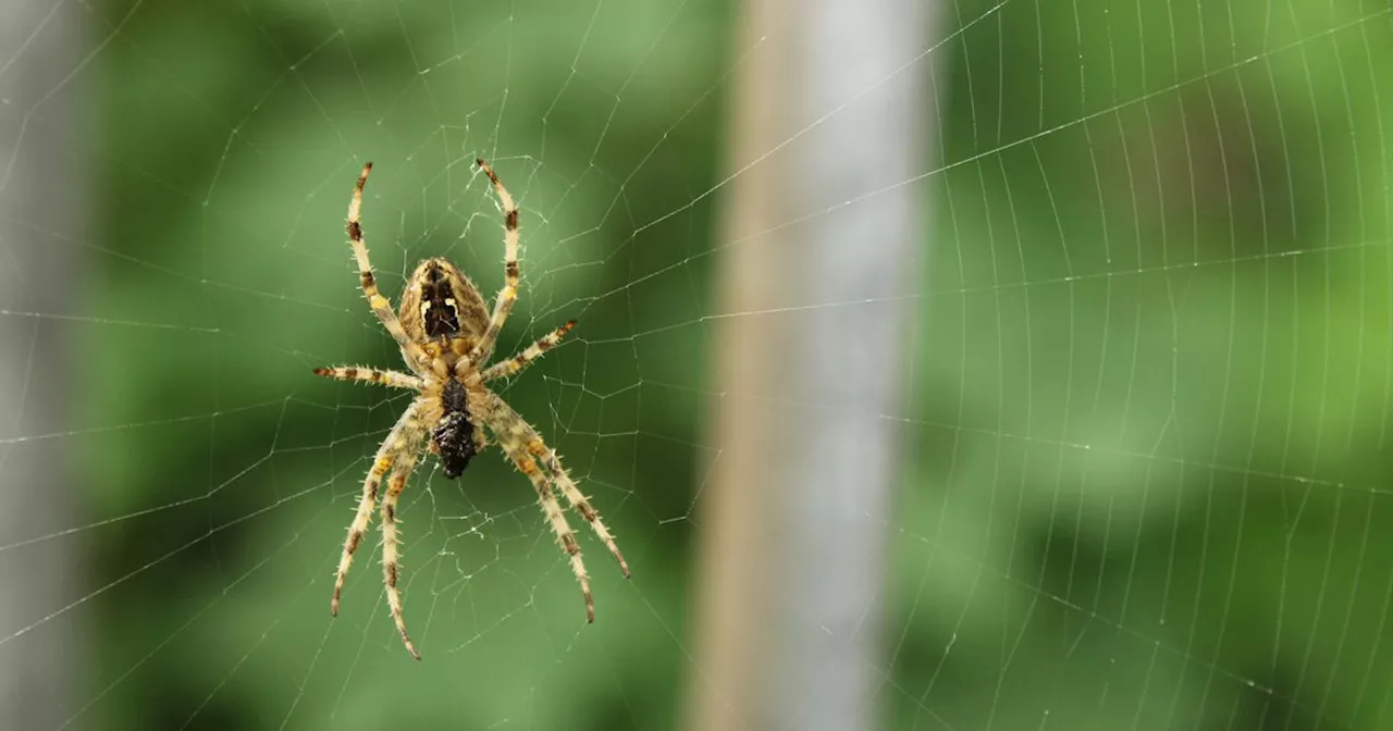 Driver Fined £2,500 For Jumping Out Of Car To Escape Spider