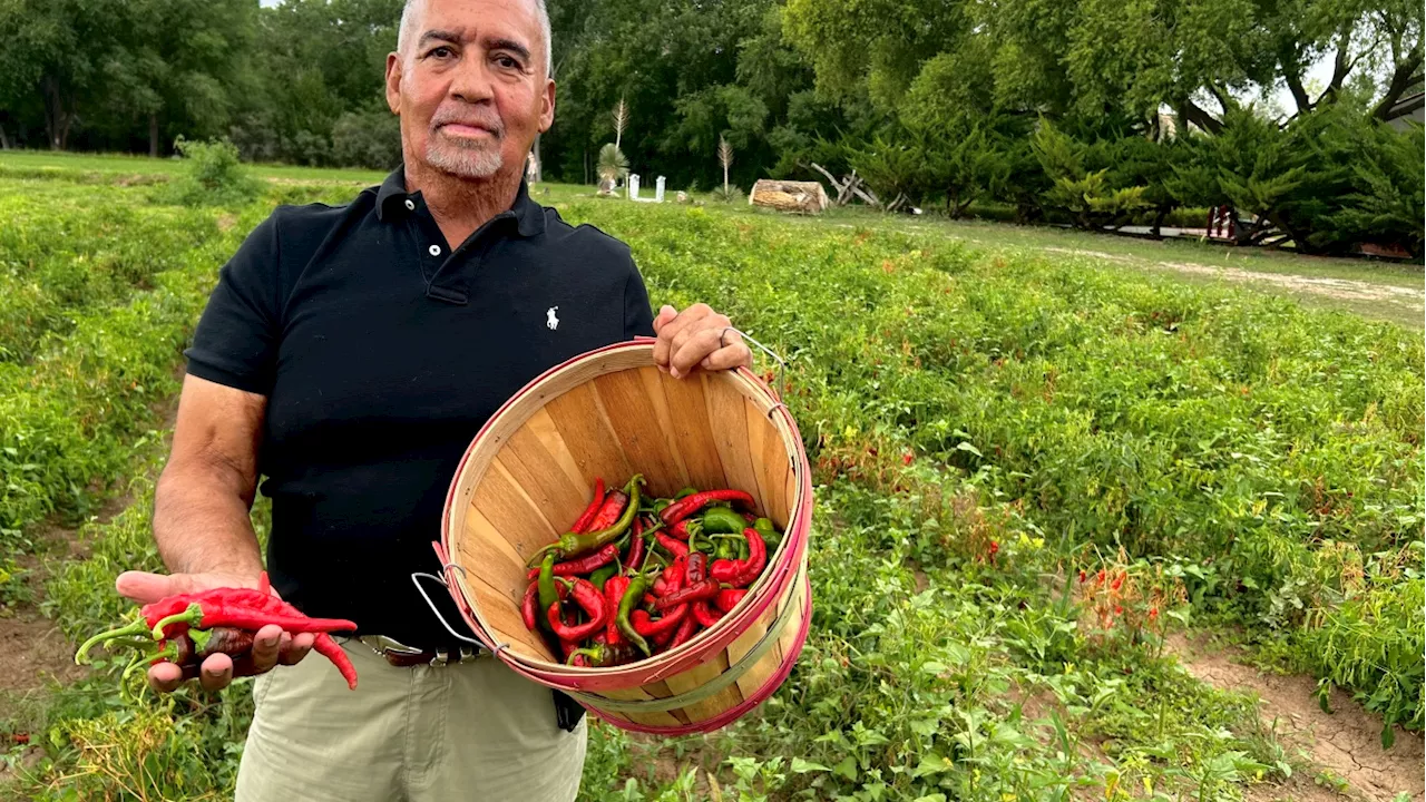 A rare treat getting rarer: Chimayo Red, New Mexico's 'holy chile'