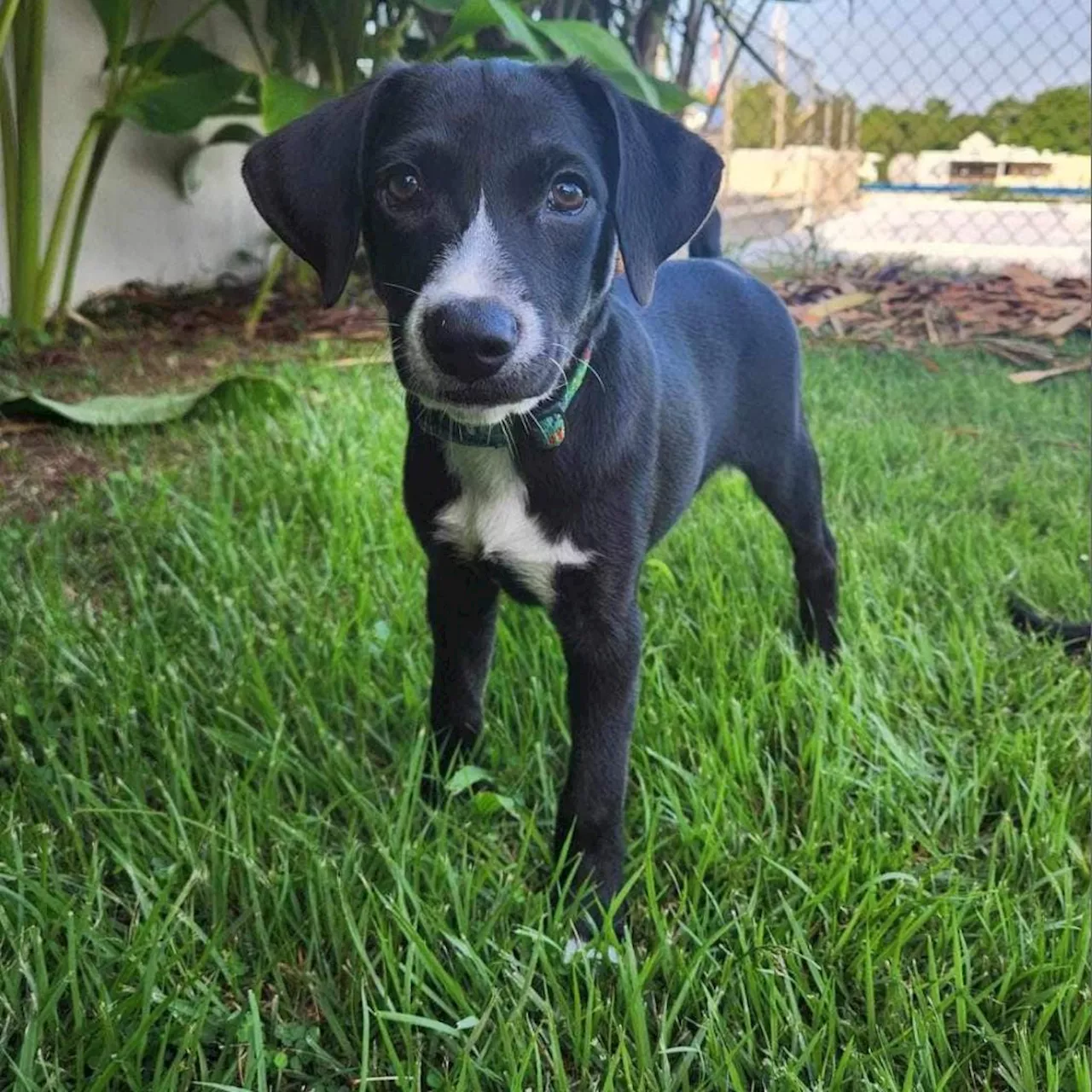 Say Hello to Bernardo, A Laid-Back Pupper!