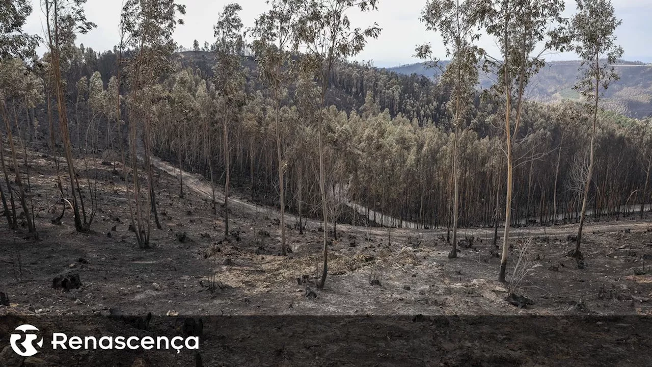 Cerca de 135 mil hectares arderam entre domingo e sexta-feira