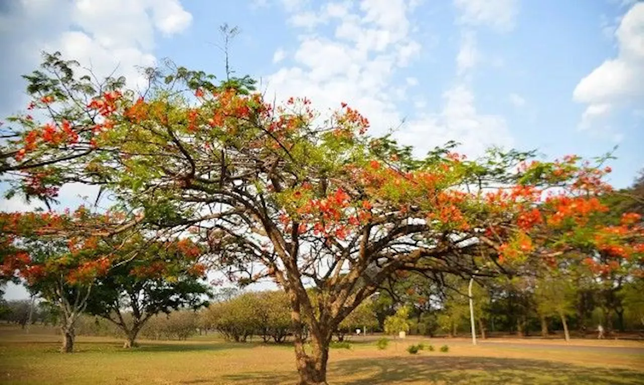 Primavera começa no domingo (22) com previsão de frio e chuva em várias regiões do Brasil